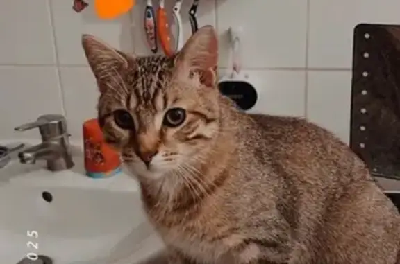 Chaton 