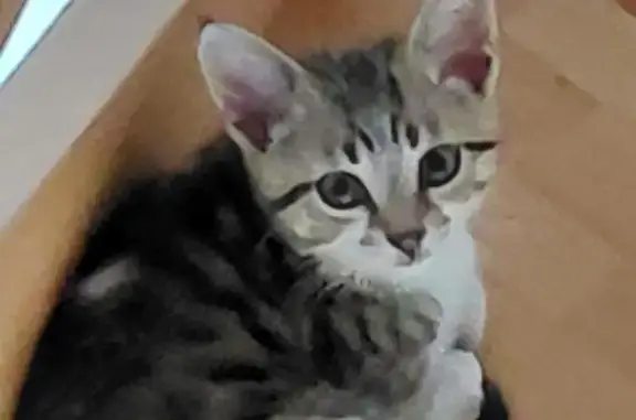 Chaton gris-blanc perdu à Saint-Gilles - photo