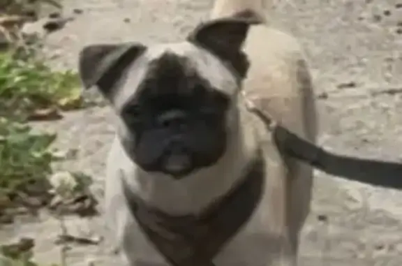 Lost Pug Mix: Tan, Black Face, Brent Rd