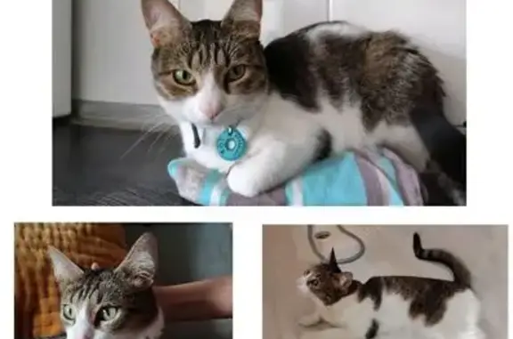 ¡Gato Perdido en Arroyomolinos! Gris y Blanco