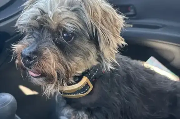 Chien trouvé Évron, photo: Yorkshire marron/noir trouvé à Évron