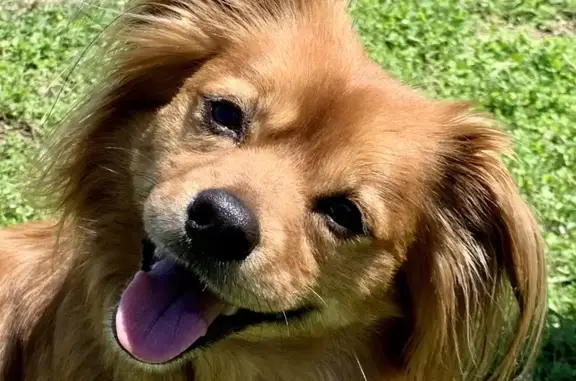 Missing dog Temple, photo: Lost Reddish Dog in Temple Area