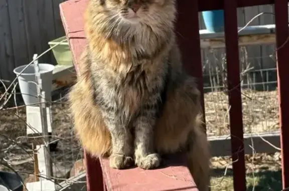 Lost and found pets Boise, photo: Lost Maine Coon Mix: Notched Ear, Boise