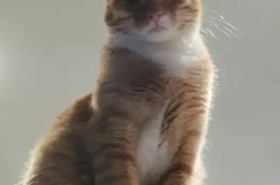 Missing cat Ogden, photo: Lost Orange Tabby in Ogden - Help Find!