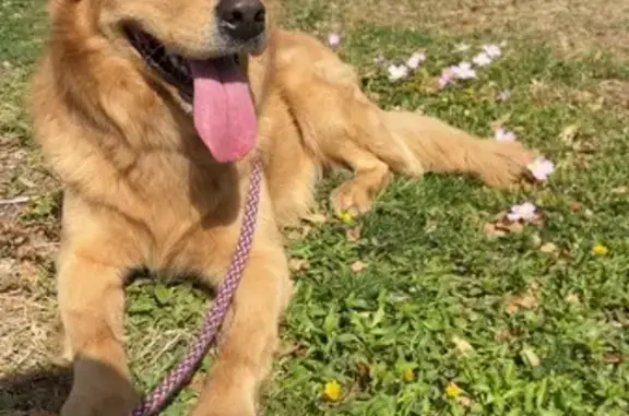 Lost Golden Dog in Tempe – Unique Markings