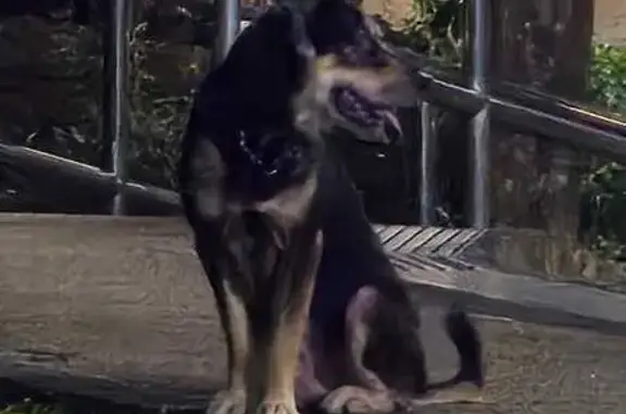 Found: Black Mixed Breed at Jalan Pelatok