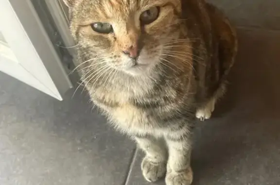 Animaux trouvés , photo: Jeune chatte tigrée-roux trouvée à Gerstheim