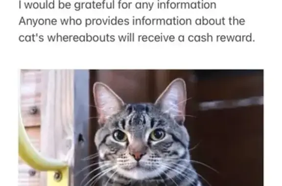 Lost and found pets Tacoma, photo: Lost Cat: Microchipped, Injured Paw