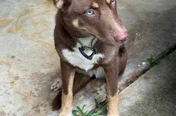 Found dog North Little Rock, photo: Sweet Husky Found: Faulkner Lake Rd, NLR