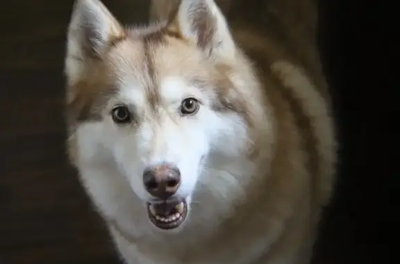 Lost Husky: Cream & Tan, Hazel Eyes