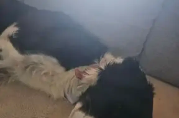 Chien noir et blanc perdu à Gignac - photo