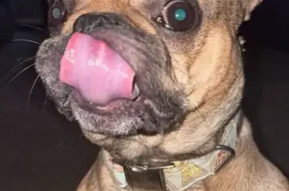 Lost Dog Alert: Brown with Green Collar