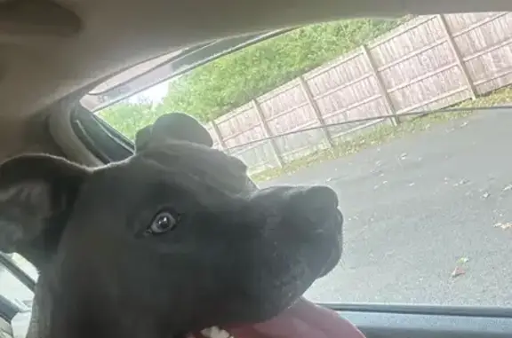 Found dog Columbus, photo: Found Grey Pit Bull on Hilliard Rome Rd
