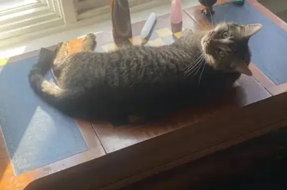 Lost Tabby: Dark Brown, Shy, 15lbs, Detroit