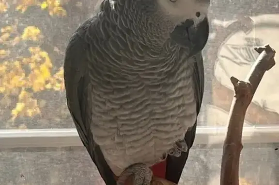 Lost African Gray Parrot on Juno St, NY