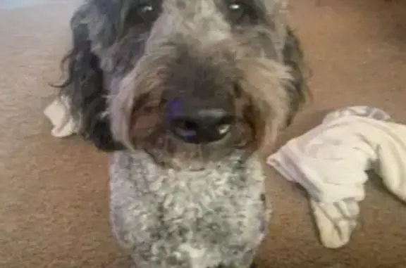 Lost pets Kalamazoo, photo: Lost Dog: Friendly Grey & White in Kalamazoo