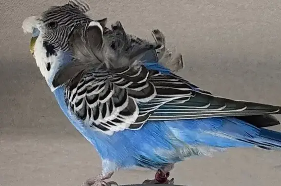 Animaux perdus , photo: Perruche bleue perdue à Argenteuil