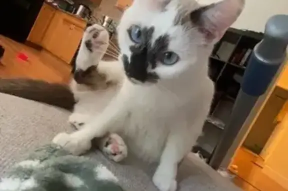 Lost Cat: Unique Black & Tan Marks