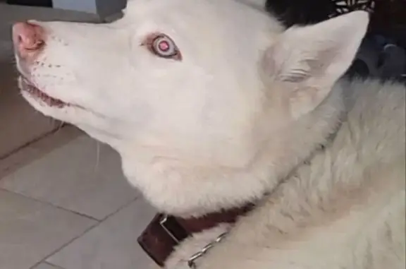 Missing dog St. Petersburg, photo: Lost Siberian Husky: White, Blue Eyes