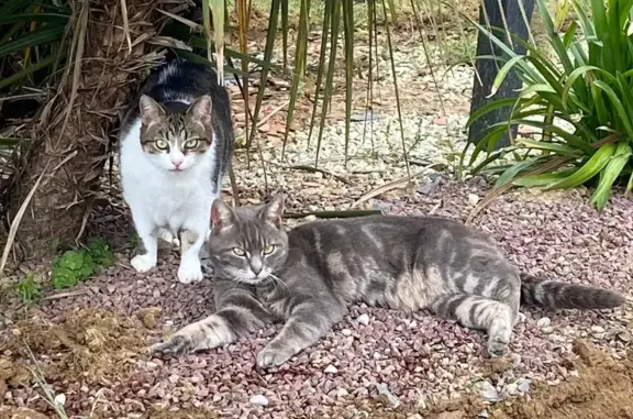 Chat perdue Gris, oreille coupée, Chavoy - photo