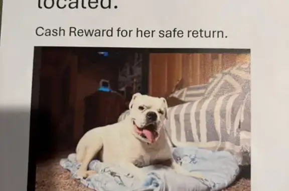 Lost White Boxer in Asheboro - Help Find!