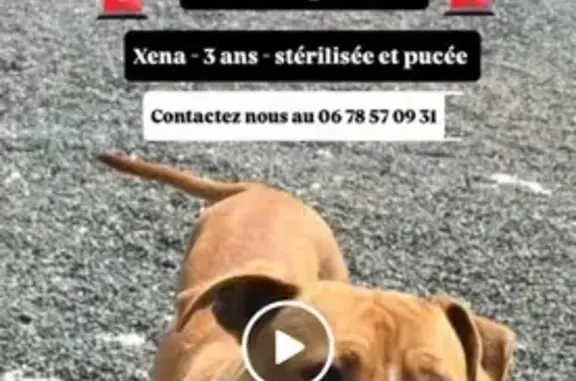 Chien perdu à Guercheville, sans collier - photo