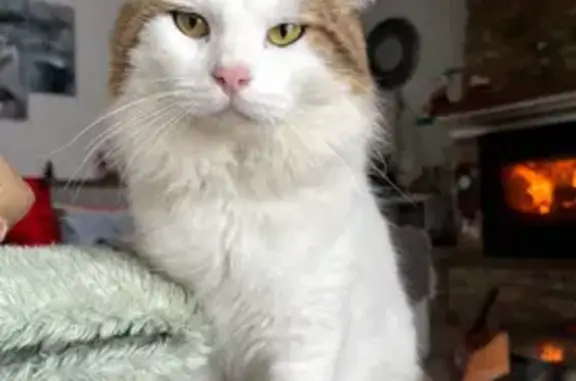 Animaux perdus Zonza, photo: Chat perdue: blanc, tête rousse, Zonza