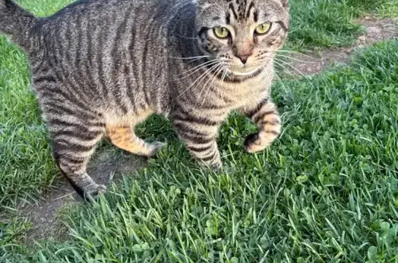 Lost Cat with Tick Collar in Barnstead
