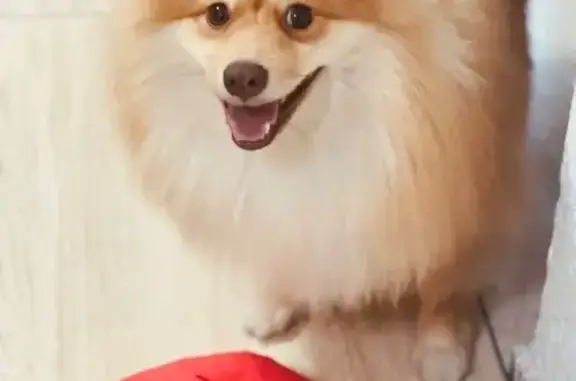 cachorro desaparecida