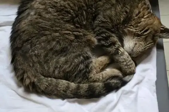 Chatte tigrée perdue, 17 ans, Selles-sur-Cher - photo