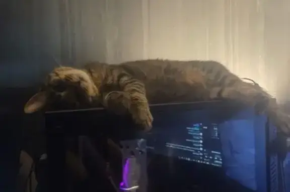 Lost Shy Tabby Cat on Woofferton Rd