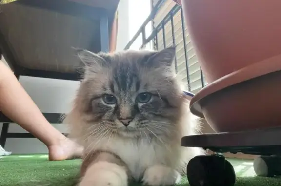 Chat sacré de Birmanie perdu à Courpière - photo