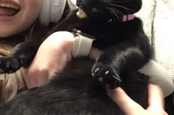 Lost Black Cat: Pink Collar in Dublin