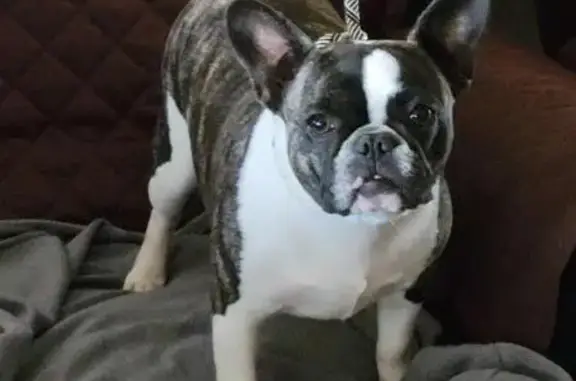 Lost Dog: Brindle Frenchton in Oklahoma