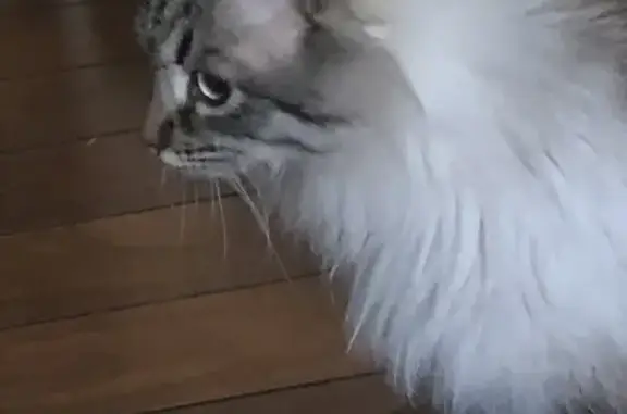 Chat trouvé, apeuré, rue Clément Forissier - photo
