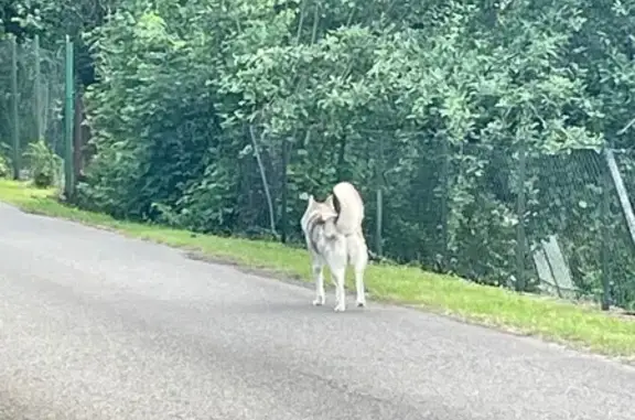 Chien sans collier trouvé à Longuyon - photo