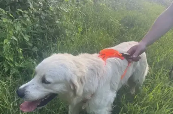 Animaux trouvés , photo: Golden Retriever blanc trouvé à Séglien