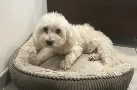 Chien trouvé Talange, photo: Chien blanc trouvé à Talange