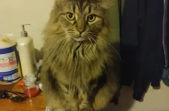 Missing cat Waukesha, photo: Lost Cat: Brown/Black/Grey in Waukesha