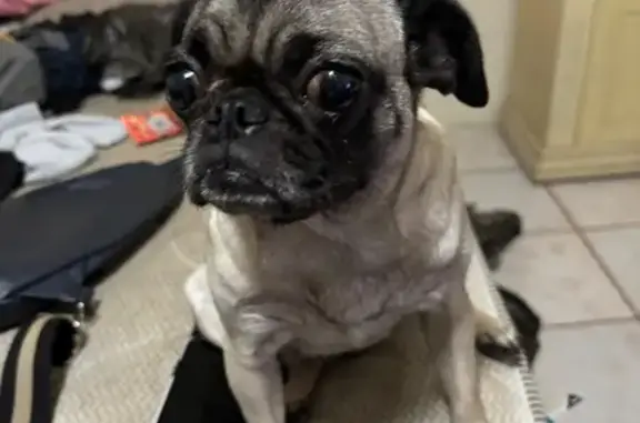 Perrita Pug Beige Perdida en Tonalá