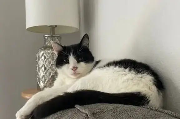 Missing cat Sugar Land, photo: Lost Cat: Black & White, Lilac Collar