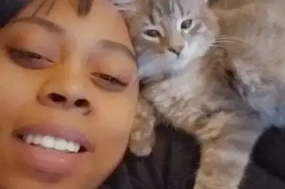 Lost Cat: Help Find Rane on Chicago Ave!