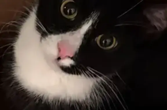 Missing cat Boynton Beach, photo: Lost Cat: Black & White, Pink Nose, Boynton