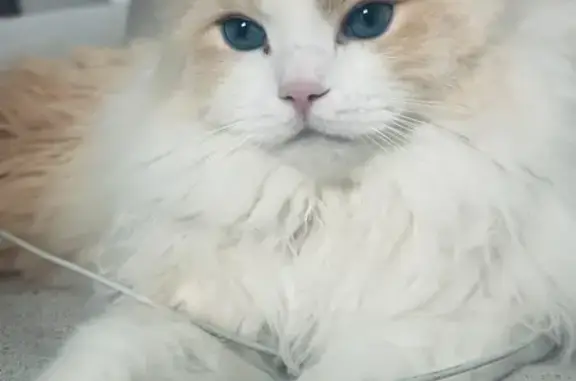Lost Cat: Orange & White, Blue Eyes