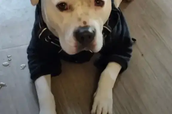 Lost White Pitbull: Grey Ear & Spots