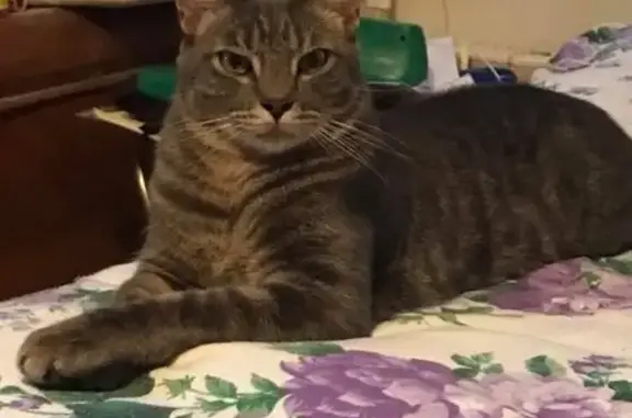 Lost and found pets Boca Raton, photo: Lost Cat: Tan Belly, Blue Collar, 5th Ave