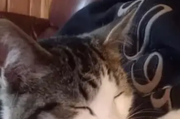 Lost Cat: Multi-Color, Green Eyes, 9211