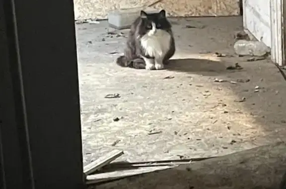 Found: Healthy Black & White Cat in Toronto