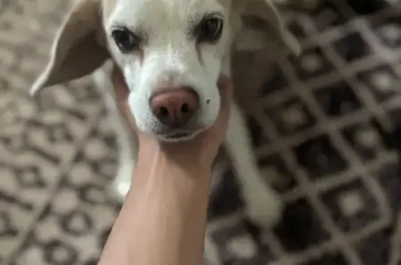 Friendly Lost Dog Sadie: Tan & White Spots