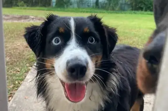 Lost Dog: Skittish Pup on 39th St